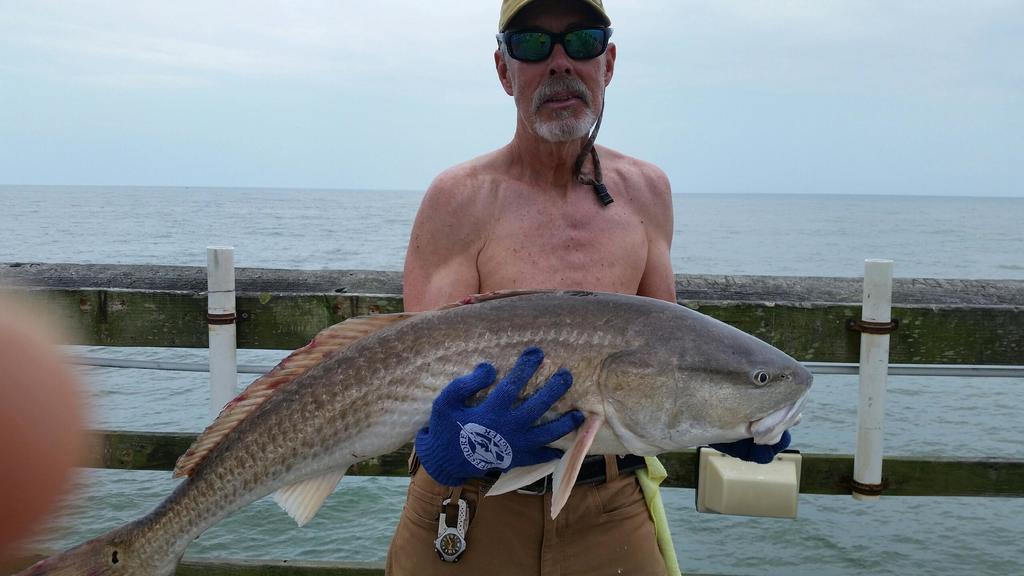 red drum don 2016