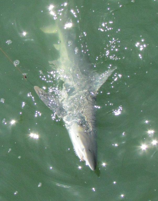 shark 3