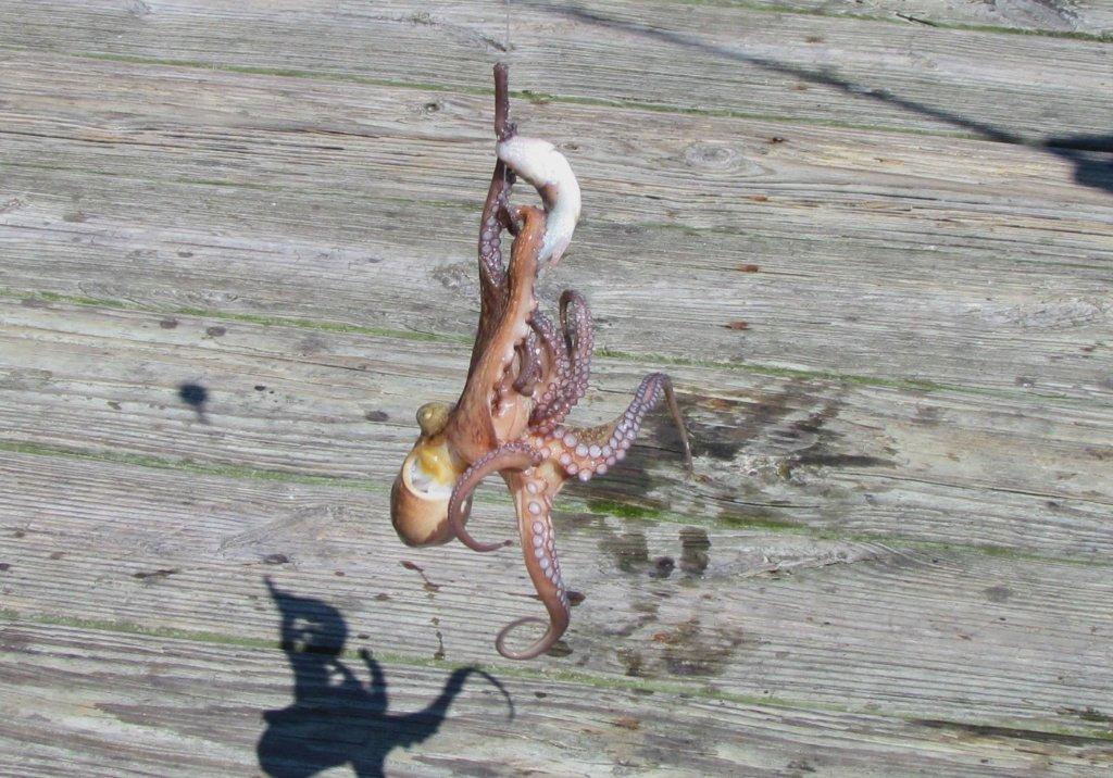 octopus - curious catch